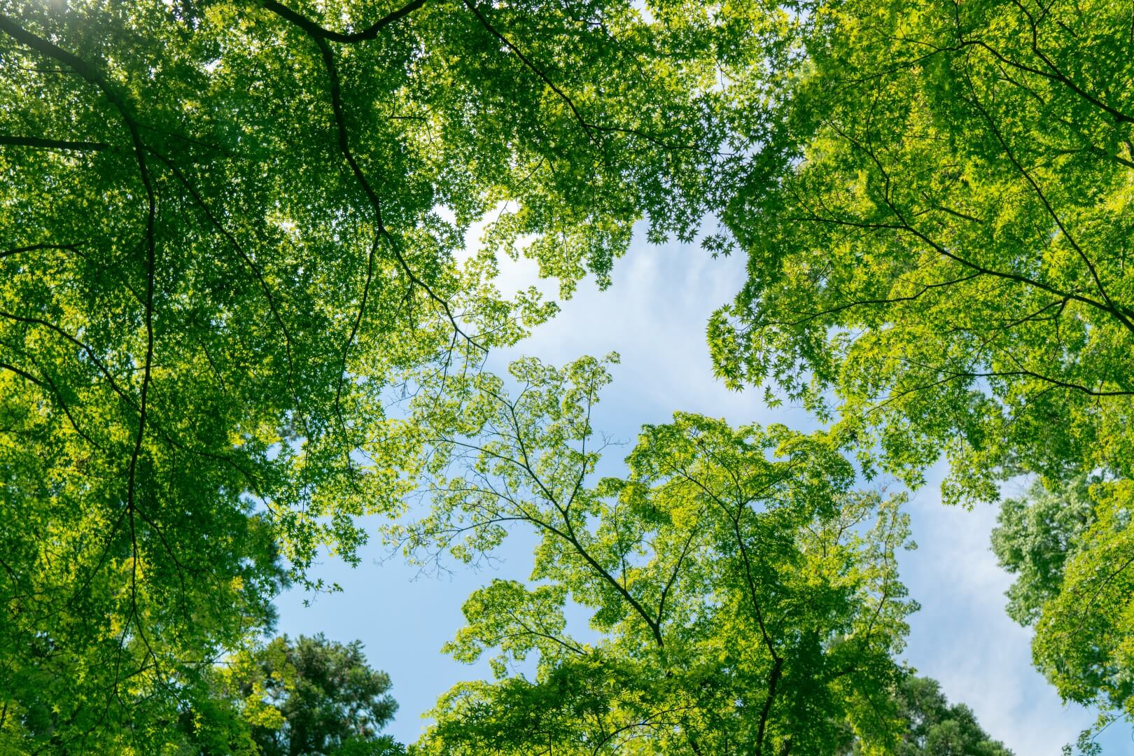 Grüne Baumspitzen ragen in den Himmel